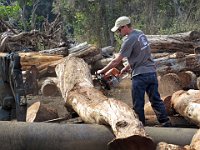 01 - Lee Hearne cuts through a koa log